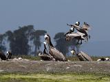 Elkhorn Slough 014